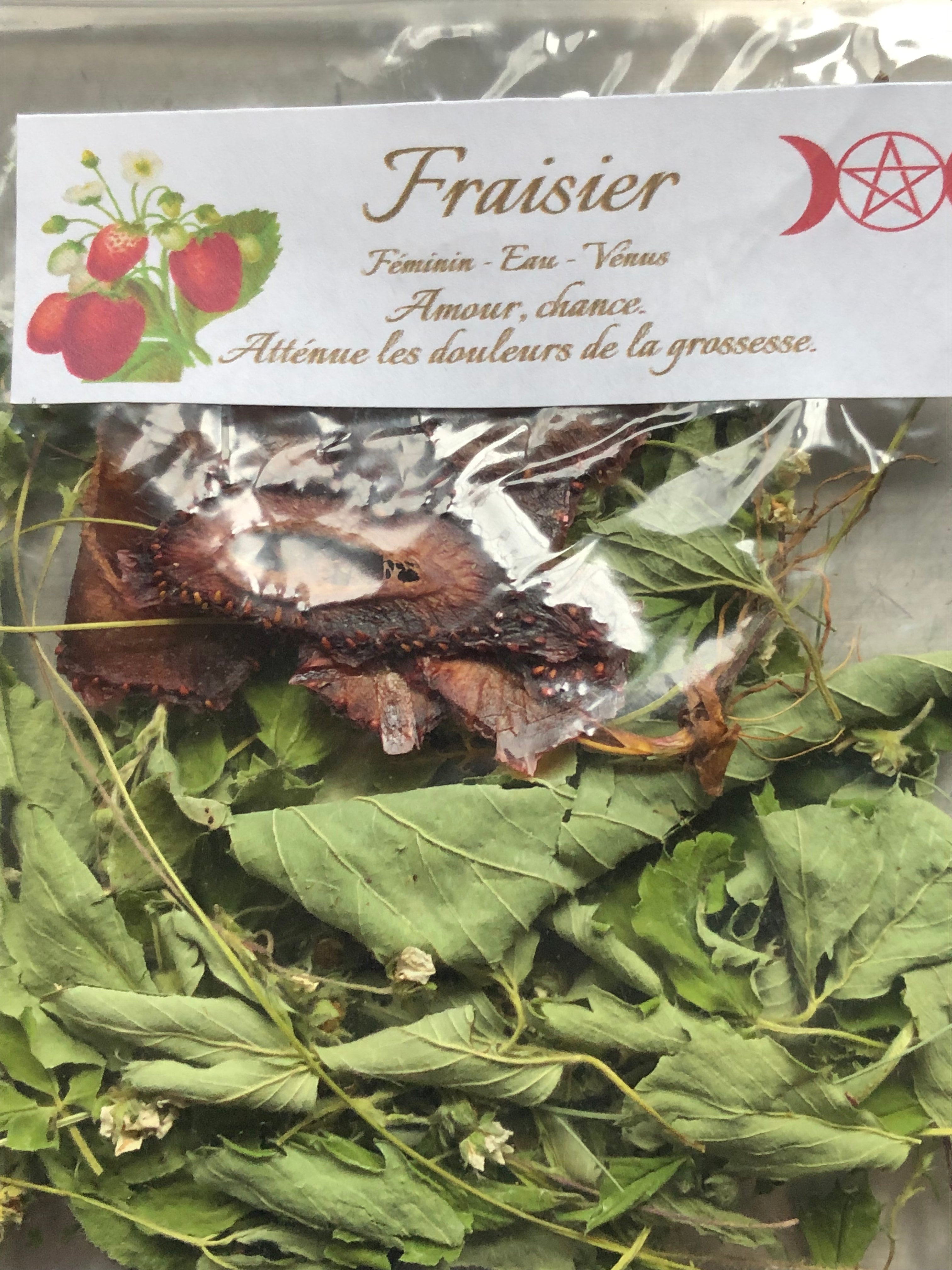 Fraisier (feuilles, fleurs et fruits)