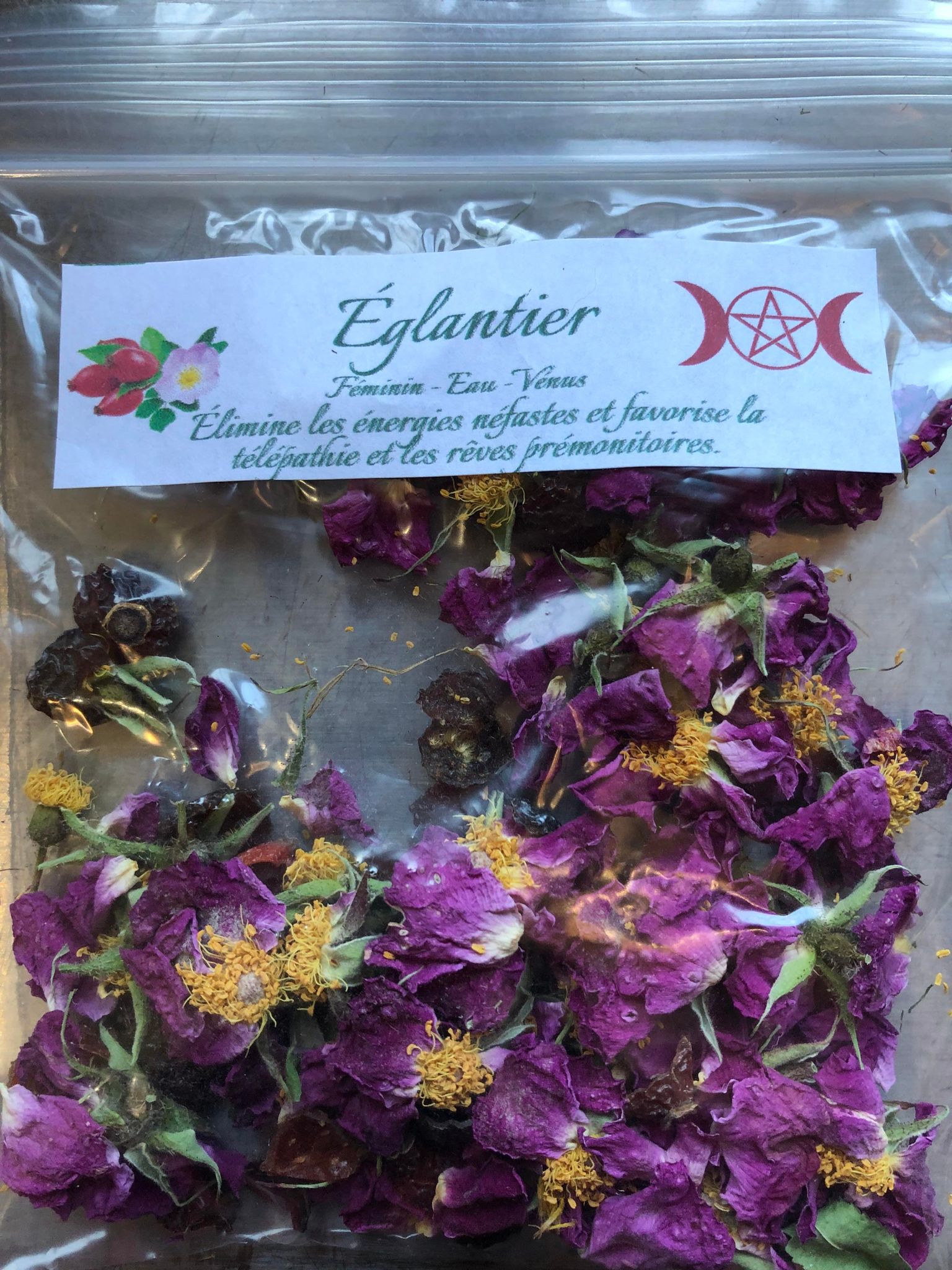 Églantier (fleurs et baies)