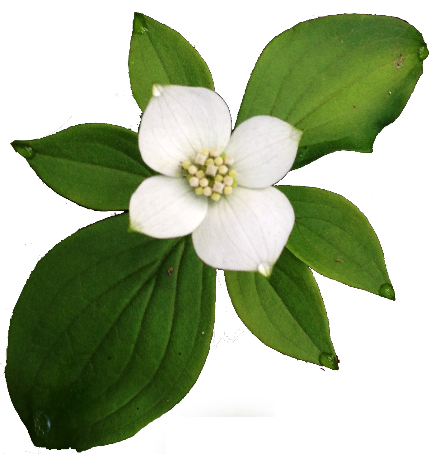 Cornouiller du canada (quatre-temps)