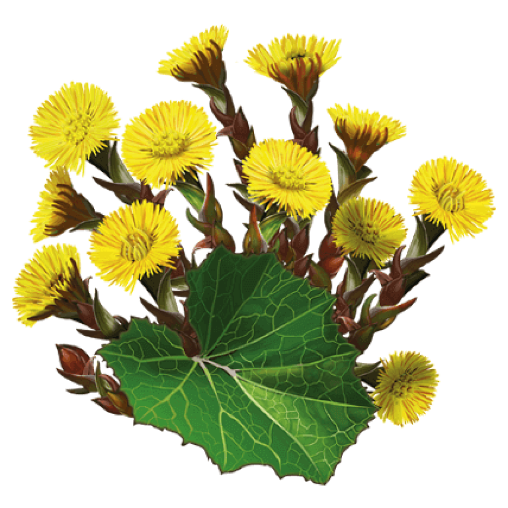 Tussilage