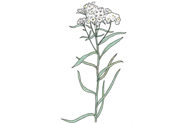 Immortelle d’argent