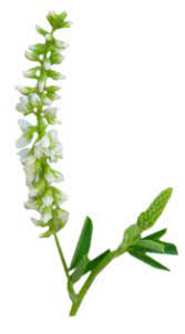 Melilot odorant blanc