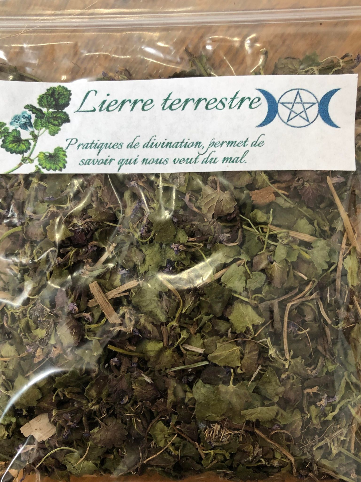 Lierre terrestre